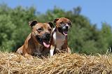 STAFFIE 109